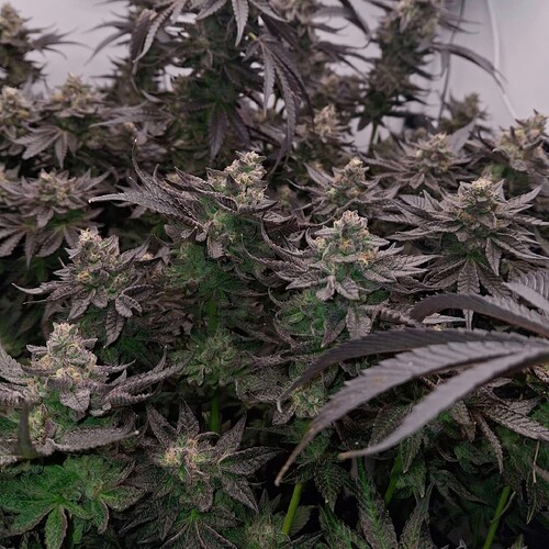 480224782_122170052588293599_3819326038750100864_n