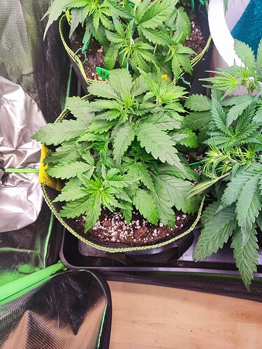 Growreport Bild 4