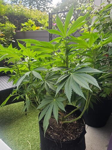 Growreport Bild 26