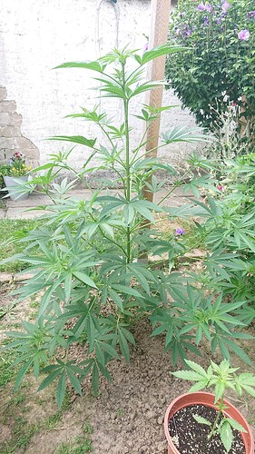Growreport Bild 93