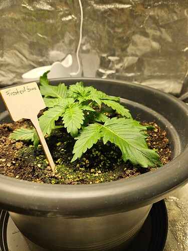 Growreport Bild 1