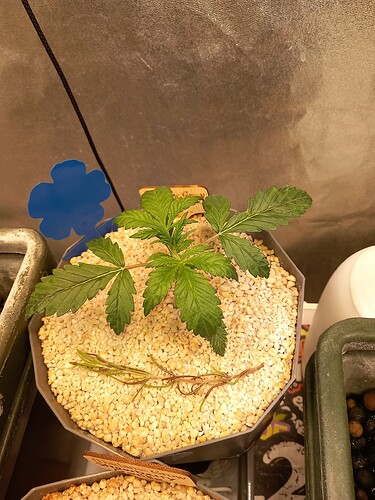 Growreport Bild 17
