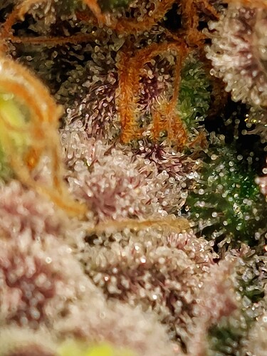 Growreport Bild 9