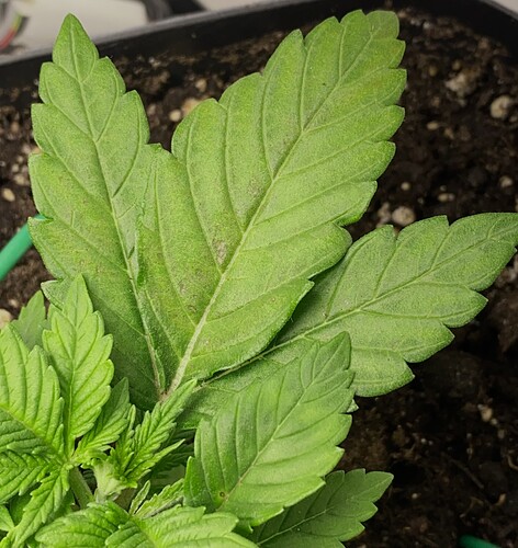 Growreport Bild 55