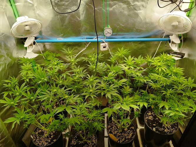 Eigene, Tag 46, BT 19 (2)