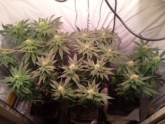 Growreport Bild 1