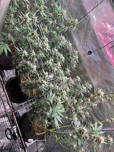 IMG_9C6B74CB-9249-4B60-927F-BF676F2AEF79