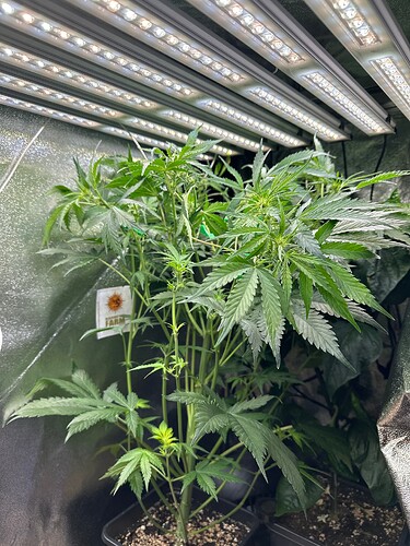Growreport Bild 79