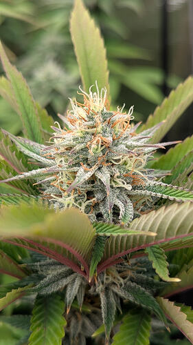 Nahaufnahme eines Cannabis-Buds in der Blütephase, umgeben von Blättern. Der Bud ist dicht und mit Trichomen bedeckt, mit orangefarbenen Stempeln, die aus den Blütenkelchen herausragen.