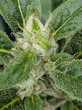 Growreport Bild 6