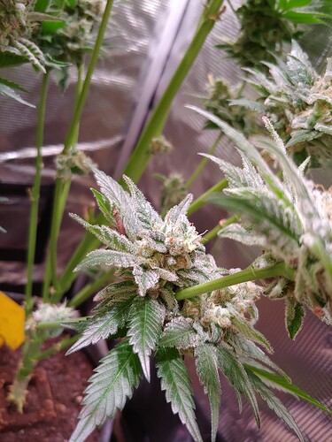 Growreport Bild 8