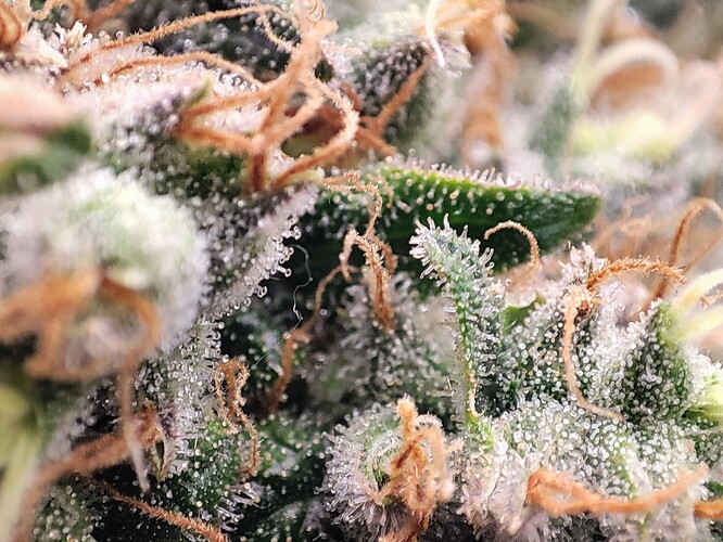 Growreport Bild 35