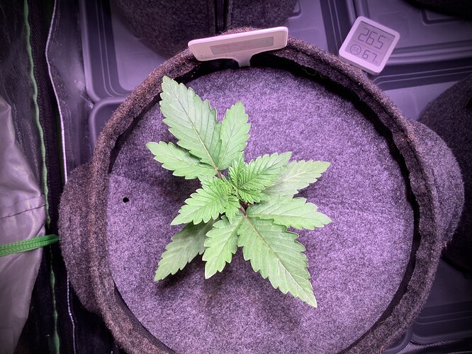 Growreport Bild 5
