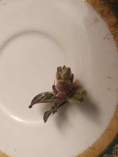 Growreport Bild 21