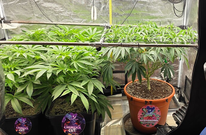 Growreport Bild 1