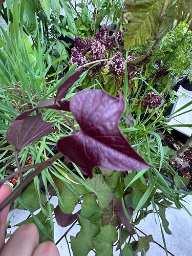 Growreport Bild 20