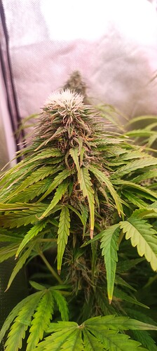 Growreport Bild 20