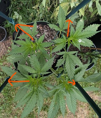 PXL_20250706_053134905.MP_LI