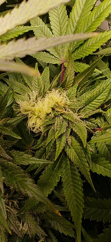 Growreport Bild 7