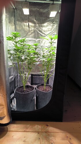 Growreport Bild 2