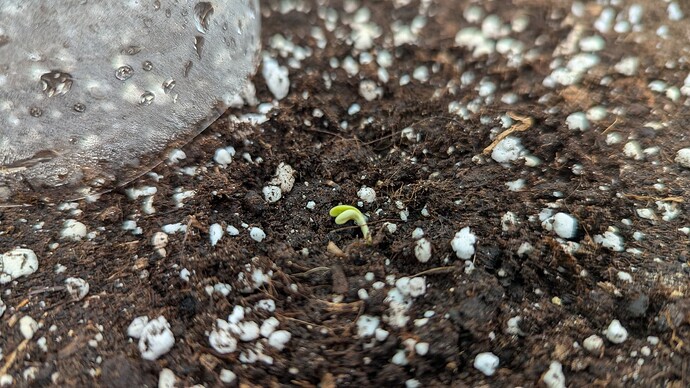 PXL_20240628_104004801.MP