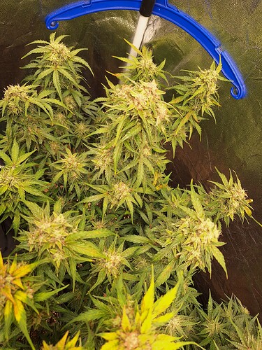 Growreport Bild 7