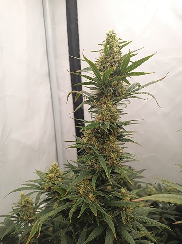 Growreport Bild 7