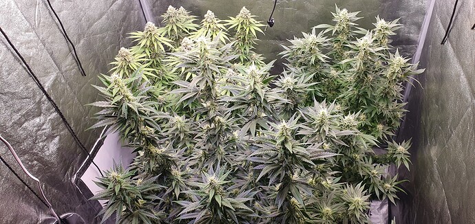 Growreport Bild 4