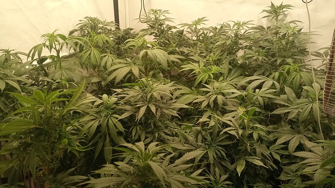 Growreport Bild 3