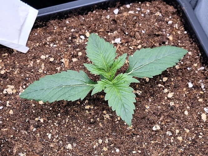 Growreport Bild 5