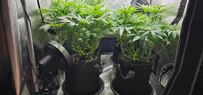 Growreport Bild 32
