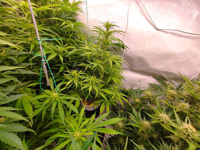 Growreport Bild 88