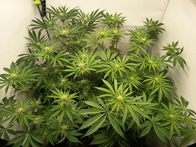 Growreport Bild 9