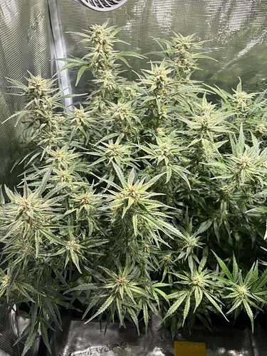 Growreport Bild 7
