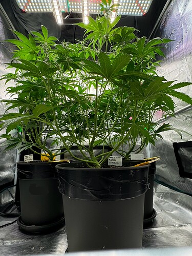 Growreport Bild 7