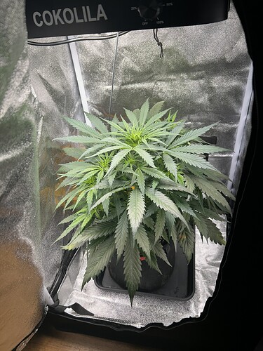 Growreport Bild 1