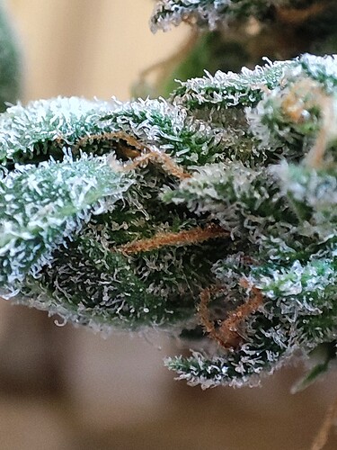 Growreport Bild 48