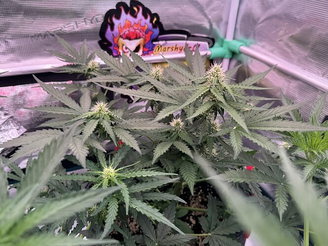 Growreport Bild 9