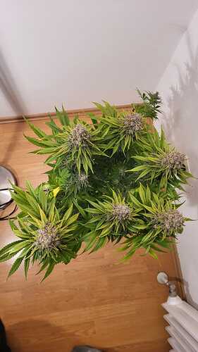 Growreport Bild 20