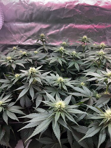 Growreport Bild 3