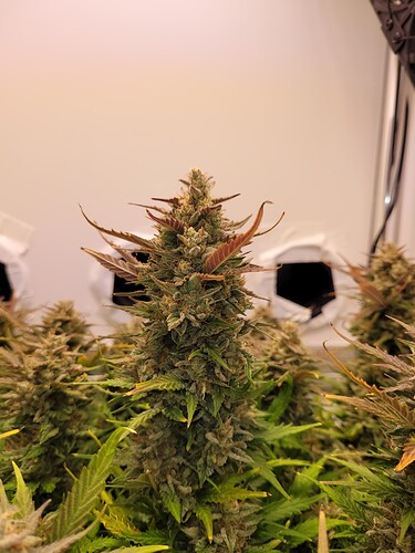 Growreport Bild 15