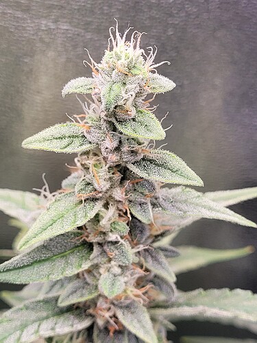 Growreport Bild 10