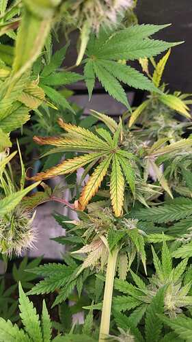 Growreport Bild 1