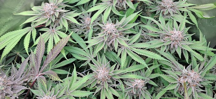 Growreport Bild 15
