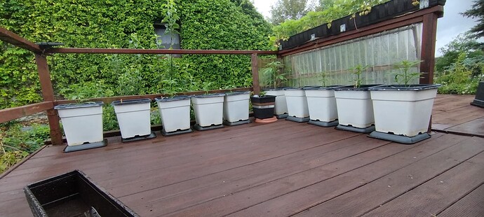 Growreport Bild 5