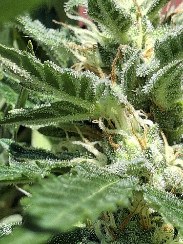 Growreport Bild 133