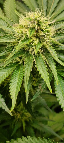 Growreport Bild 36