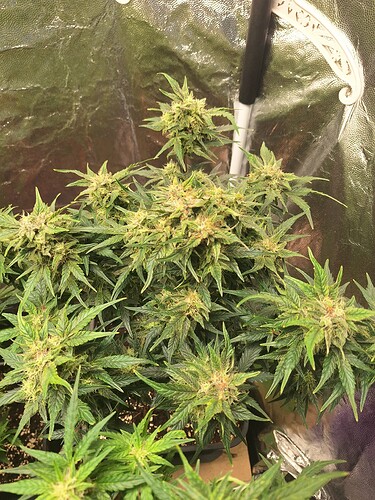 Growreport Bild 13