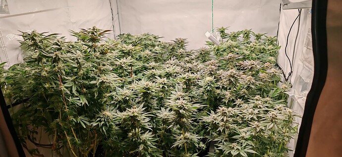 Growreport Bild 1