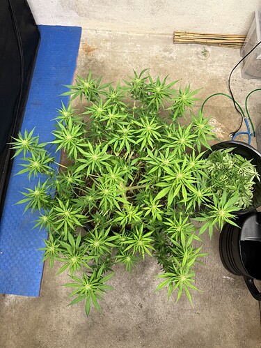 Growreport Bild 4